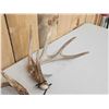 Image 2 : High 150 Class Whitetail Shed Antlers