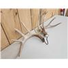 Image 3 : High 150 Class Whitetail Shed Antlers