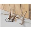 Image 4 : High 150 Class Whitetail Shed Antlers