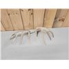 Image 5 : High 150 Class Whitetail Shed Antlers