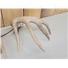 Image 6 : High 150 Class Whitetail Shed Antlers