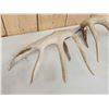 Image 7 : High 150 Class Whitetail Shed Antlers