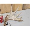 Image 2 : Cool Set Of Palmated Whitetail Shed Antlers