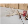 Image 3 : Cool Set Of Palmated Whitetail Shed Antlers