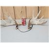 Image 4 : Cool Set Of Palmated Whitetail Shed Antlers