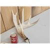 Image 2 : Main Frame 5x5 Whitetail Shed Antlers