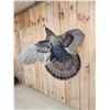 Image 2 : Rare 4 Bearded Turkey In Flight Bird Taxidermy