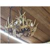 Image 8 : Whitetail Deer Antler Chandelier
