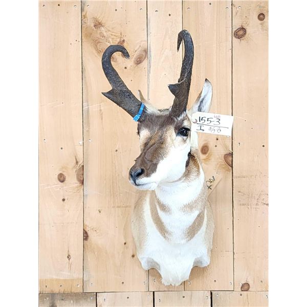 Pronghorn Antelope Shoulder Mount Taxidermy