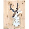 Image 1 : Pronghorn Antelope Shoulder Mount Taxidermy