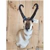 Image 2 : Pronghorn Antelope Shoulder Mount Taxidermy
