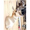 Image 3 : Pronghorn Antelope Shoulder Mount Taxidermy