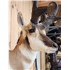 Image 4 : Pronghorn Antelope Shoulder Mount Taxidermy