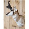 Image 5 : Pronghorn Antelope Shoulder Mount Taxidermy