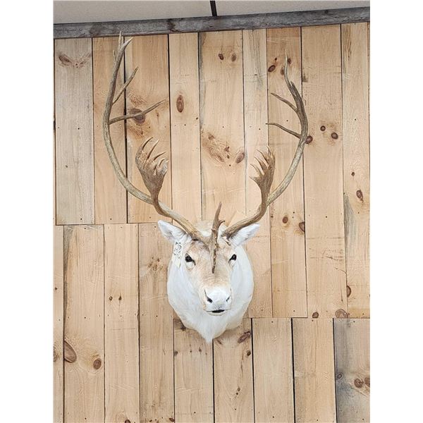 Nice Caribou Shoulder Mount Taxidermy