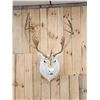 Image 1 : Nice Caribou Shoulder Mount Taxidermy