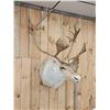 Image 2 : Nice Caribou Shoulder Mount Taxidermy