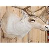 Image 3 : Nice Caribou Shoulder Mount Taxidermy