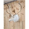 Image 4 : Nice Caribou Shoulder Mount Taxidermy