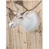 Image 5 : Nice Caribou Shoulder Mount Taxidermy