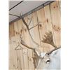 Image 6 : Nice Caribou Shoulder Mount Taxidermy