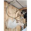 Image 7 : Nice Caribou Shoulder Mount Taxidermy