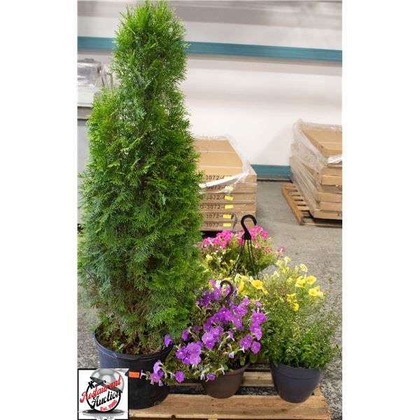 BANK SEIZURE: PALLET OF LIVE ASSORTED PLANTS
