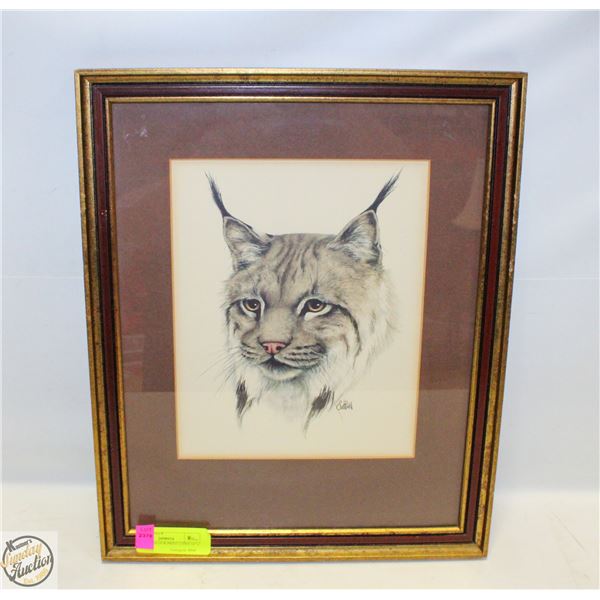 FRAMED COLOUR PRINT LYNX 14” x 16”