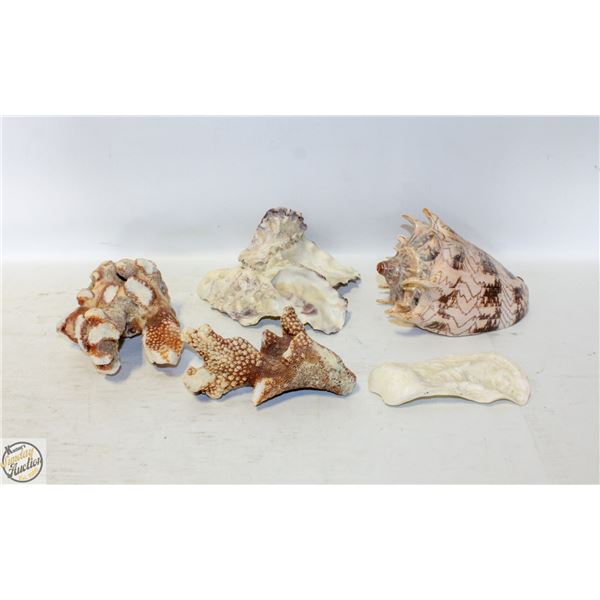 ESTATE LOT OF SEASHELLS & CORAL UNDATED