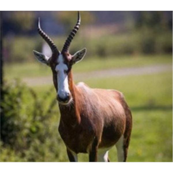 10-Day South Africa Plains Game Safari for 2 Hunters