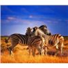 Image 2 : 10-Day South Africa Plains Game Safari for 2 Hunters