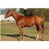 Image 1 : Filly Mank Via Bendita