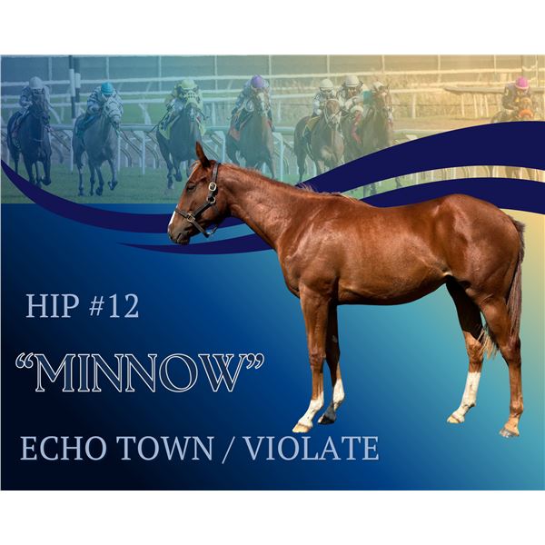 Filly Echo Town Violate