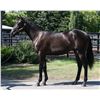 Image 1 : Colt Counterforce Wednesday Out