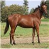 Image 1 : Gelding O'Prado Again Amy Jean