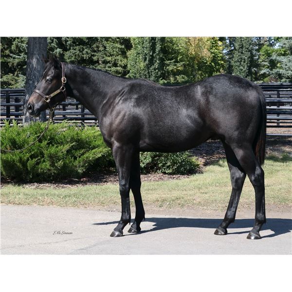 Gelding Fed Biz Anstrum