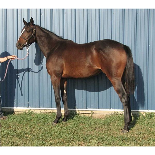 Filly Absolutely Stylish Blackberry Lisa