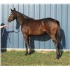 Image 1 : Filly Absolutely Stylish Blackberry Lisa