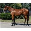 Image 1 : Filly Fed Biz Chianti
