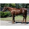 Image 1 : Gelding Fed Biz Crafty Engagement