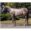 Image 1 : Filly Goldencents Dancin Shoes