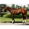 Image 1 : Gelding Dialed In Eustacia