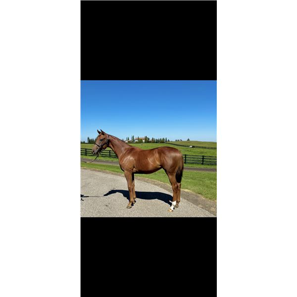 Filly Bee Jersey Flat as a Pancake