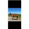 Image 1 : Filly Bee Jersey Flat as a Pancake