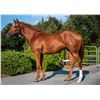 Image 1 : Filly Lent Honey Dew Honey