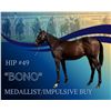 Image 1 : Gelding Medallist Impulsive Buy