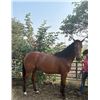 Image 1 : Filly Mank Inbetween us
