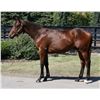 Image 1 : Gelding Fed Biz Jordy Y