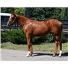 Image 1 : Gelding Fed Biz Joyful Frolic