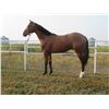 Image 1 : Gelding Counterforce Majestic Skyline